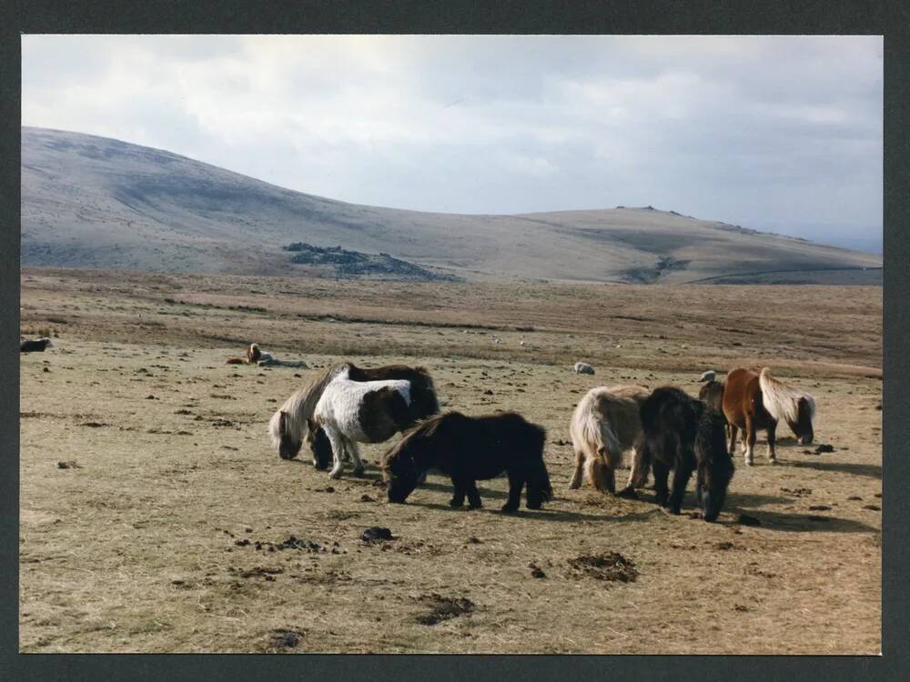 An image from the Dartmoor Trust Archive