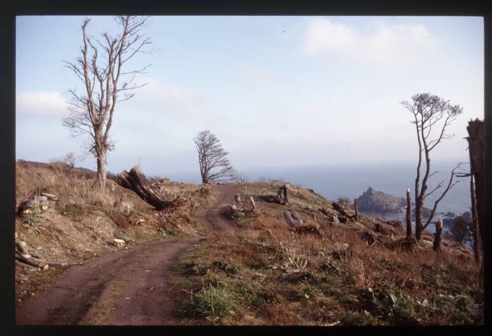 View of Froward New Trees