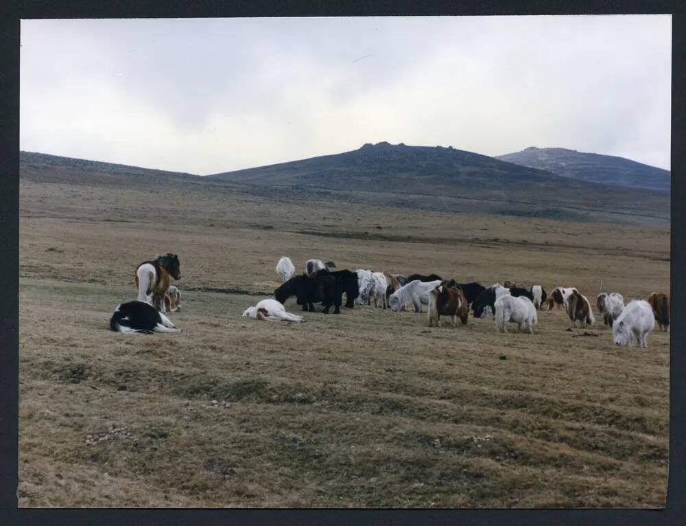 An image from the Dartmoor Trust Archive