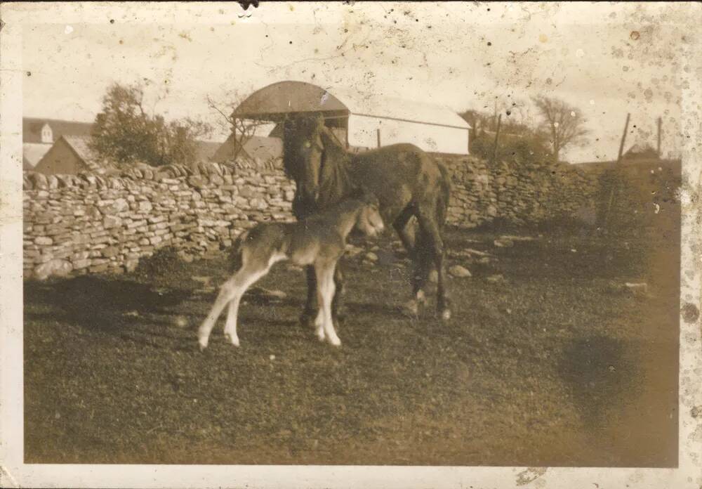 An image from the Dartmoor Trust Archive