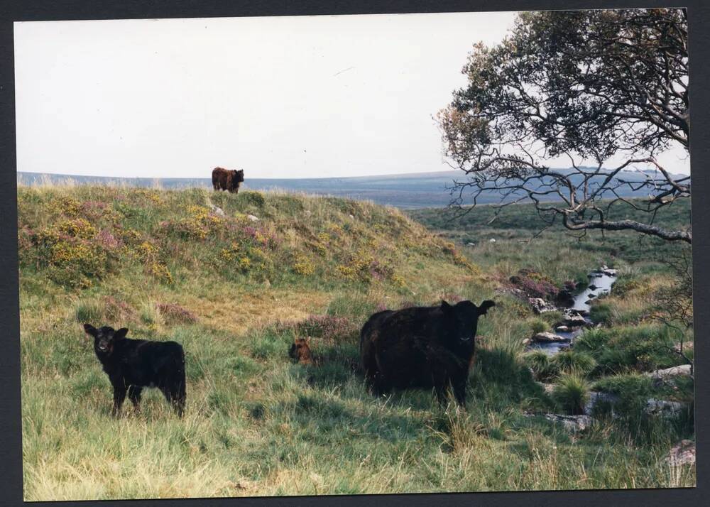 An image from the Dartmoor Trust Archive