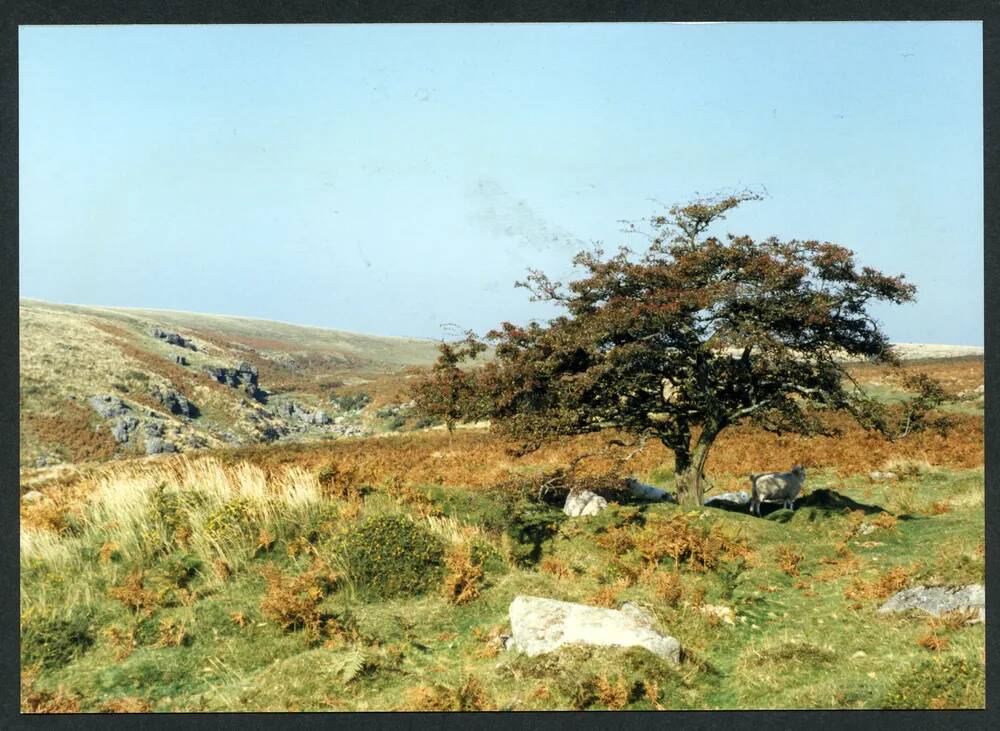 An image from the Dartmoor Trust Archive