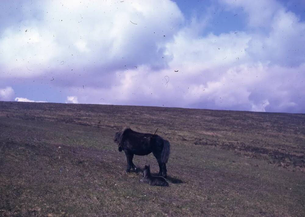 An image from the Dartmoor Trust Archive