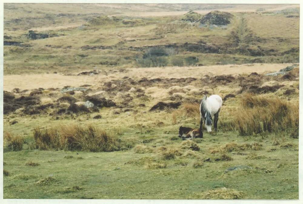 An image from the Dartmoor Trust Archive