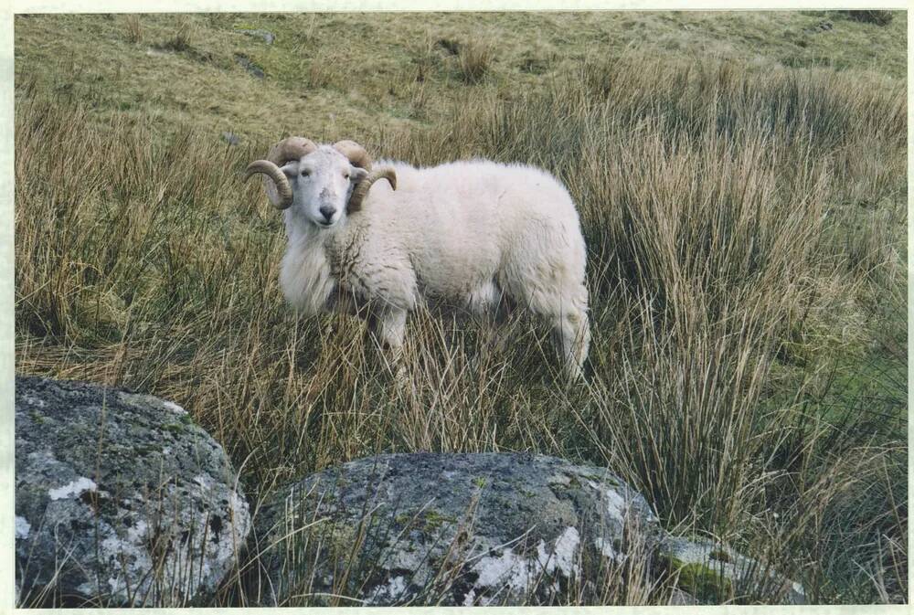 An image from the Dartmoor Trust Archive