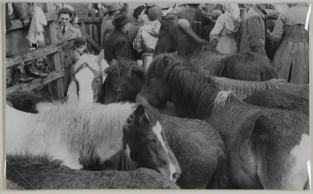 Bampton pony fair