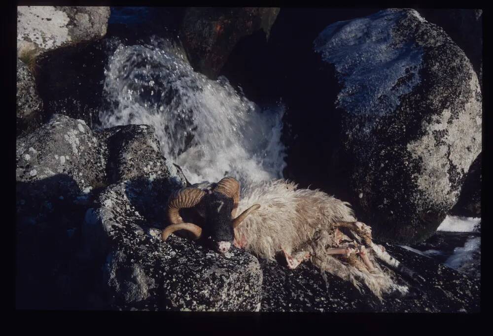 An image from the Dartmoor Trust Archive