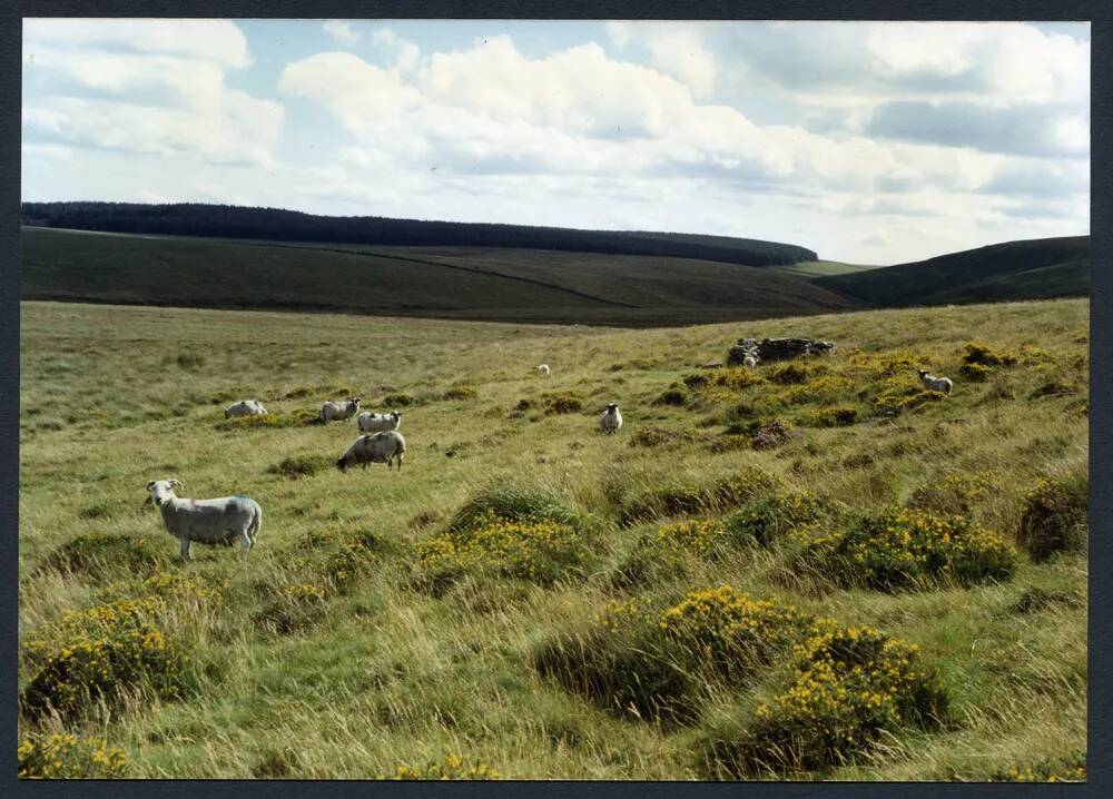 An image from the Dartmoor Trust Archive