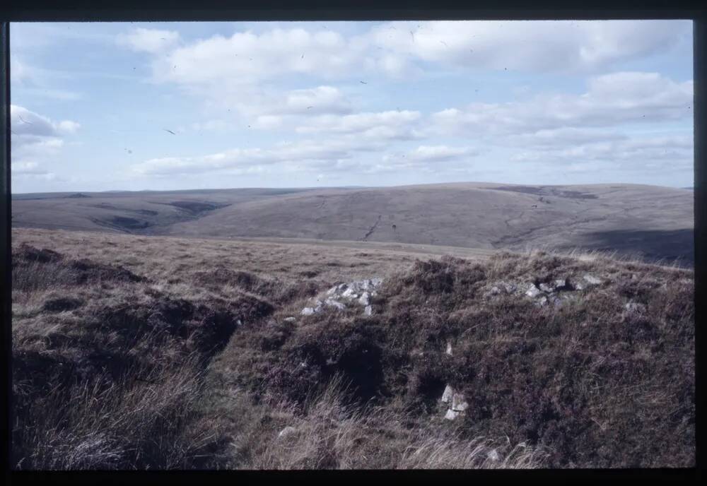 Eastern White barrow