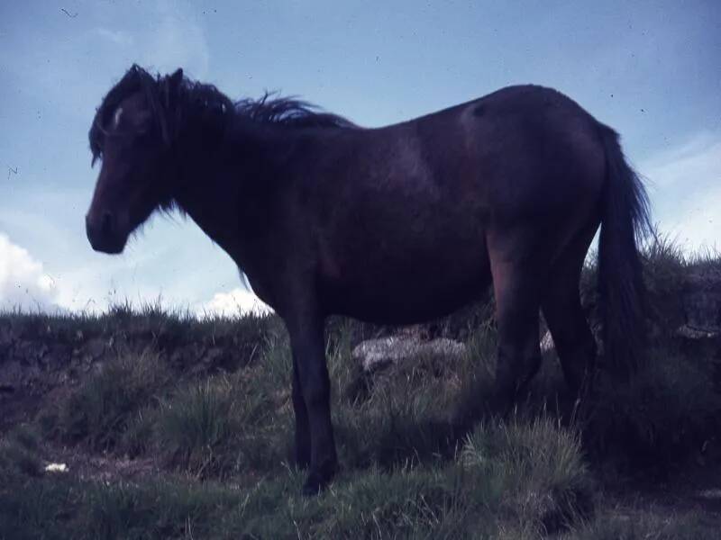 An image from the Dartmoor Trust Archive