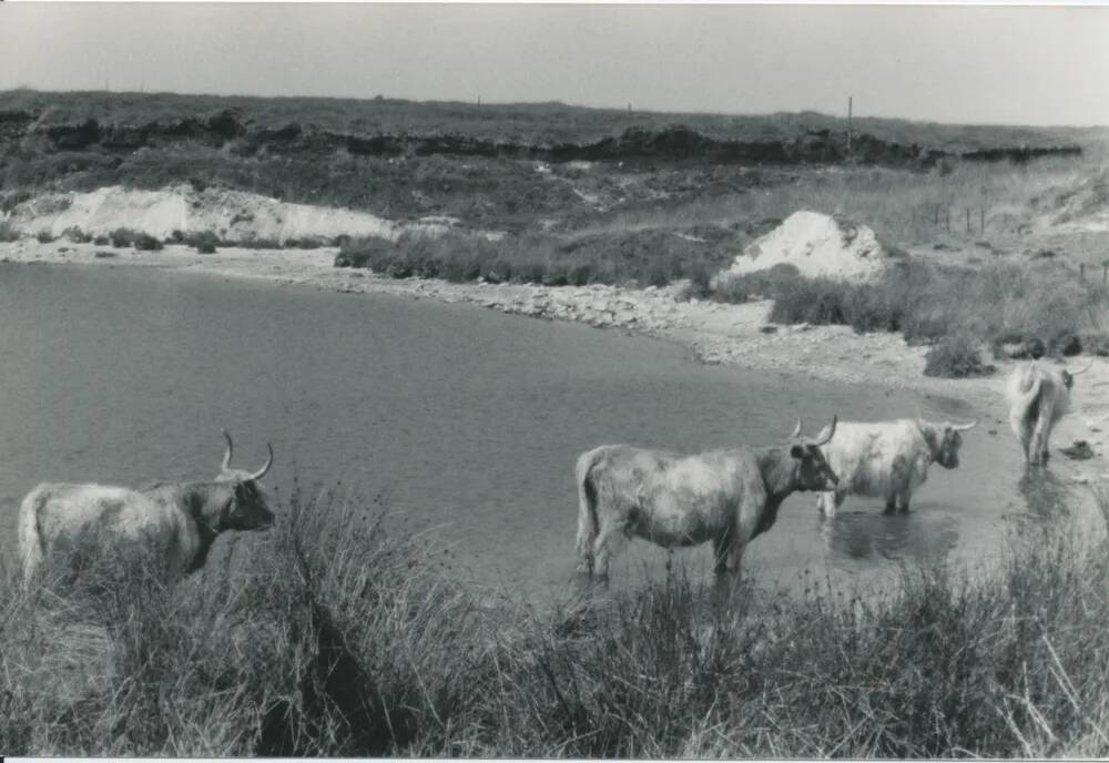 Cattle at Red Lake