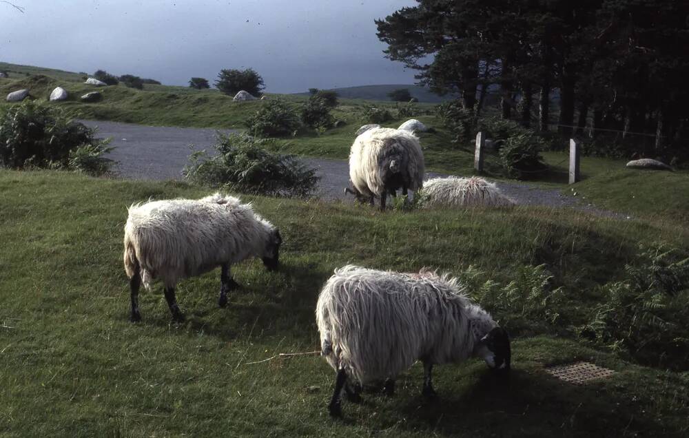 An image from the Dartmoor Trust Archive