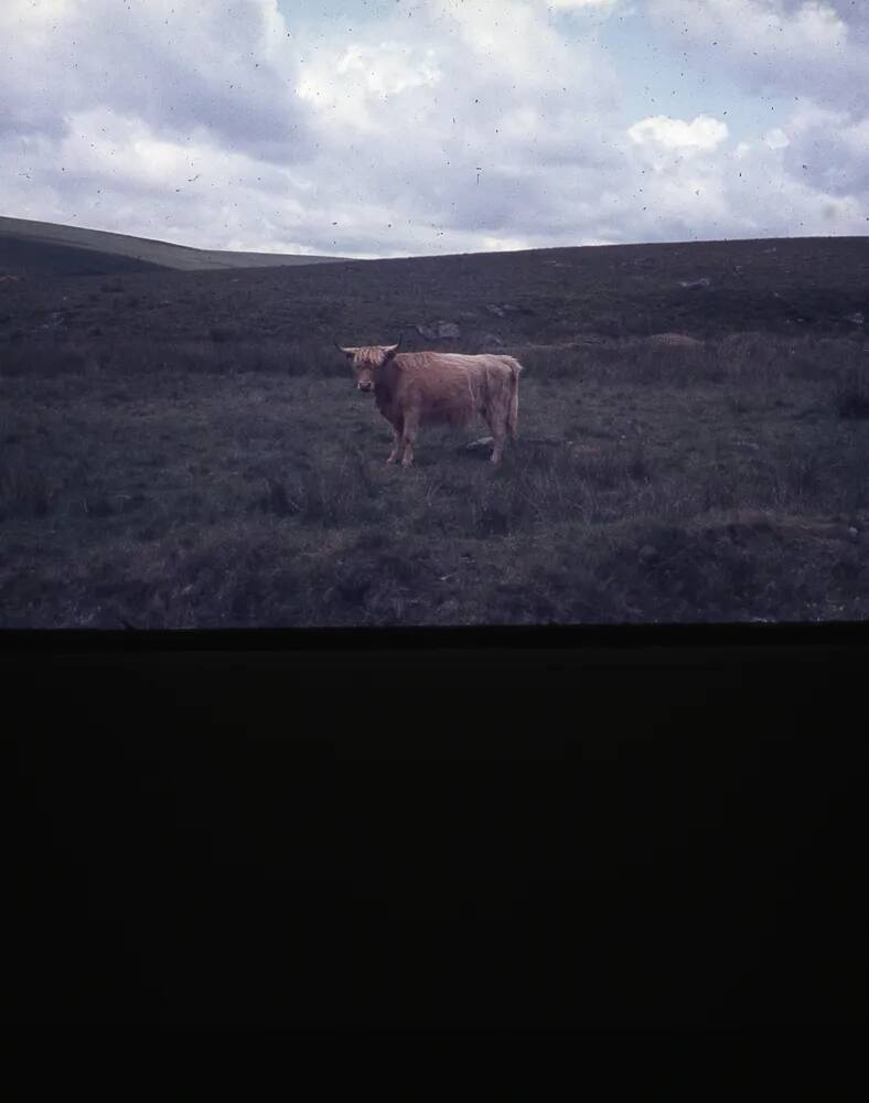 An image from the Dartmoor Trust Archive