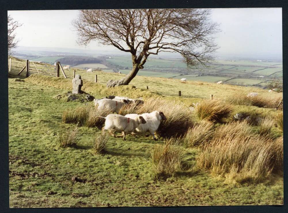 An image from the Dartmoor Trust Archive