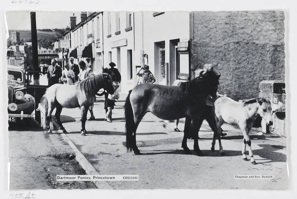 Darmtoor Ponies, Princetown.