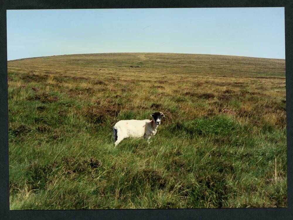 An image from the Dartmoor Trust Archive