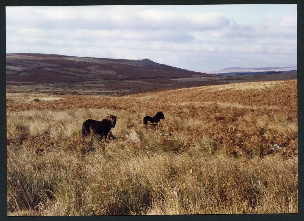 An image from the Dartmoor Trust Archive