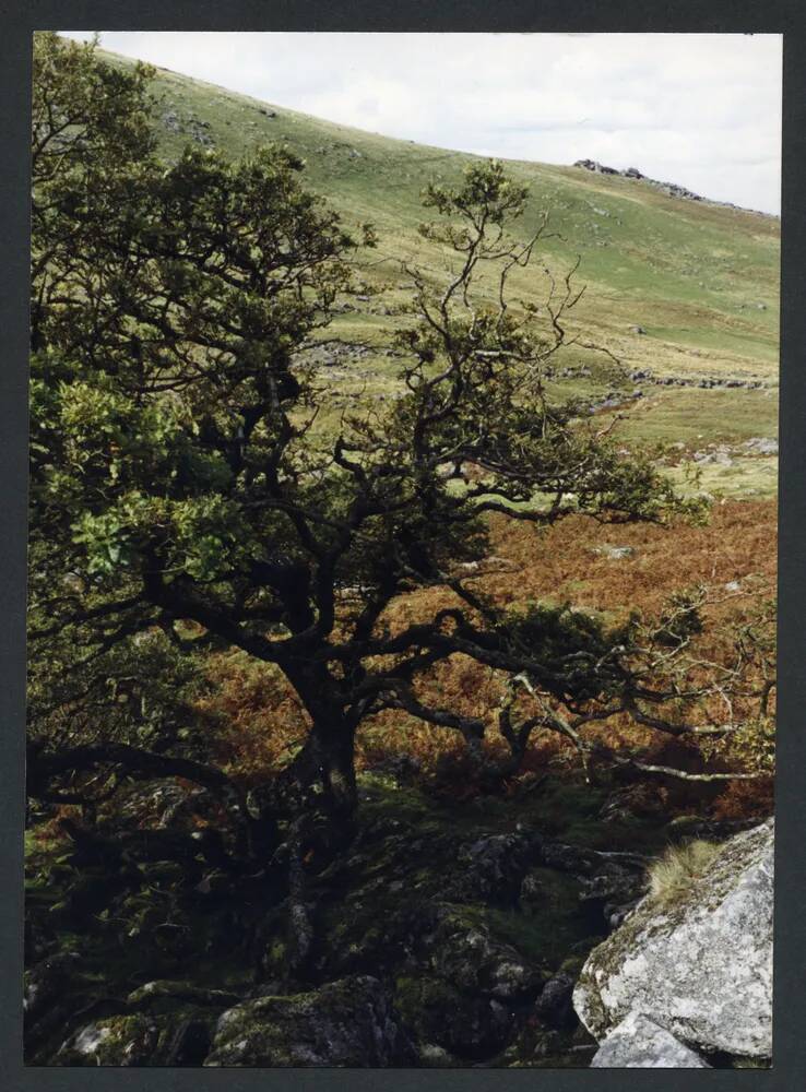 An image from the Dartmoor Trust Archive