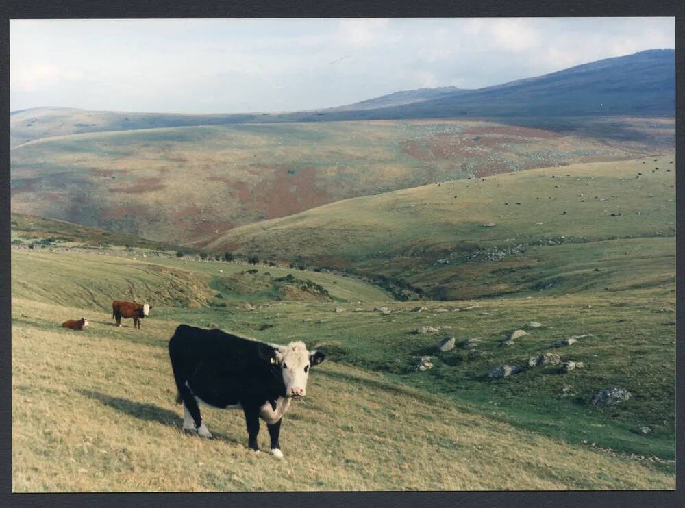 An image from the Dartmoor Trust Archive