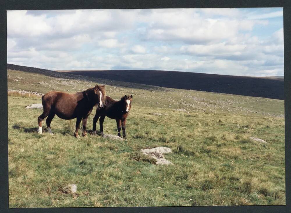 An image from the Dartmoor Trust Archive