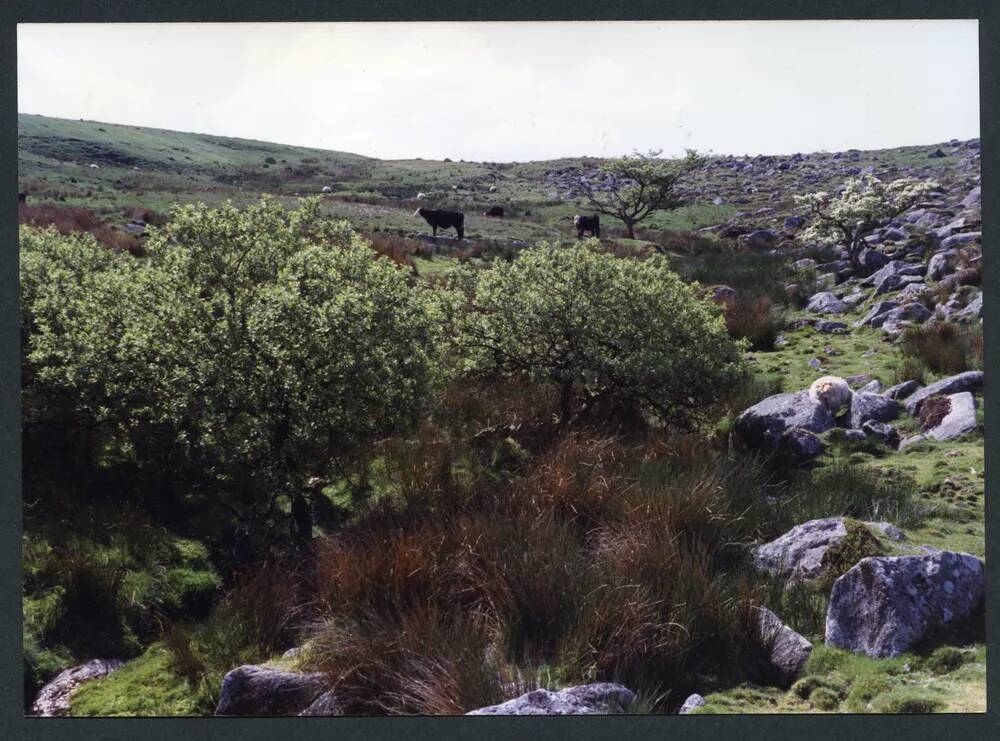 An image from the Dartmoor Trust Archive