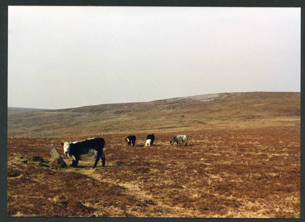 An image from the Dartmoor Trust Archive