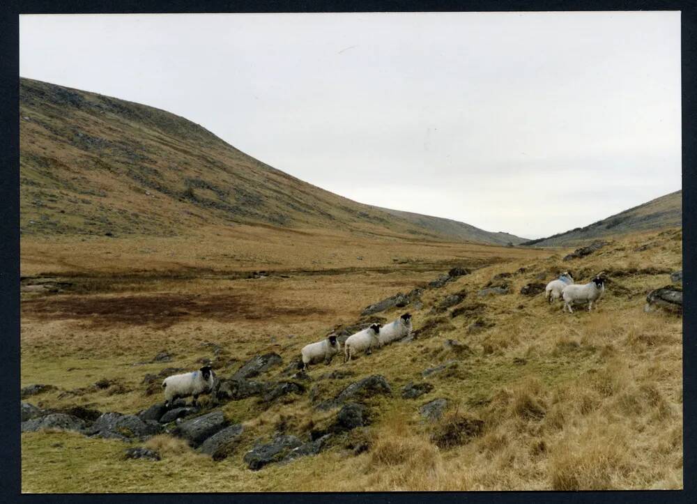 An image from the Dartmoor Trust Archive