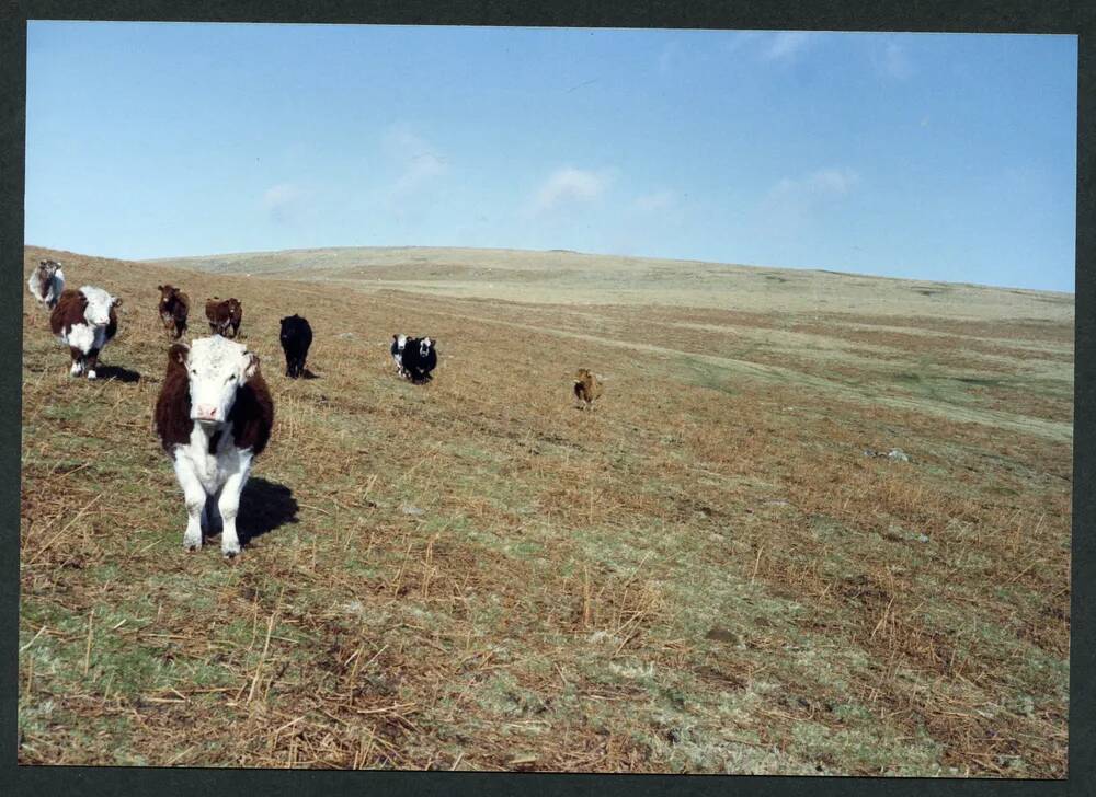 An image from the Dartmoor Trust Archive