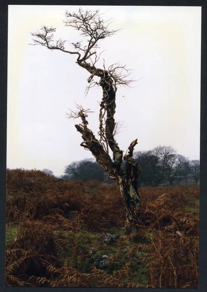 An image from the Dartmoor Trust Archive