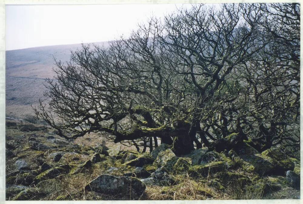 An image from the Dartmoor Trust Archive