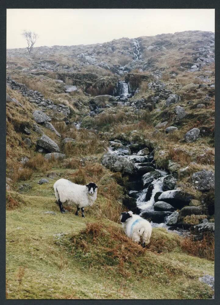 An image from the Dartmoor Trust Archive