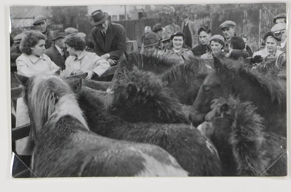 Exmoor pony fair, Bampton