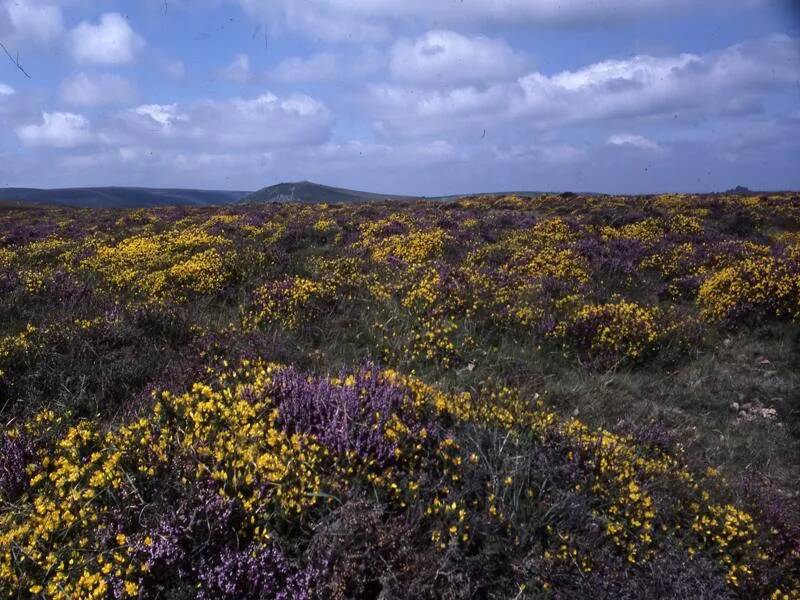 An image from the Dartmoor Trust Archive