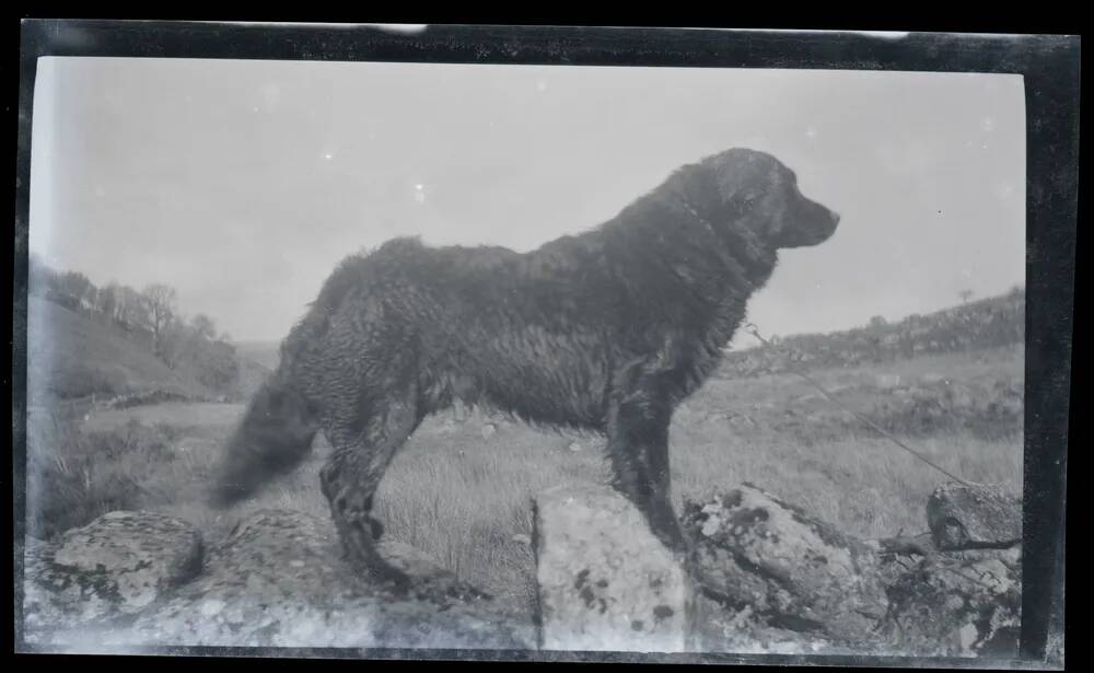 An image from the Dartmoor Trust Archive