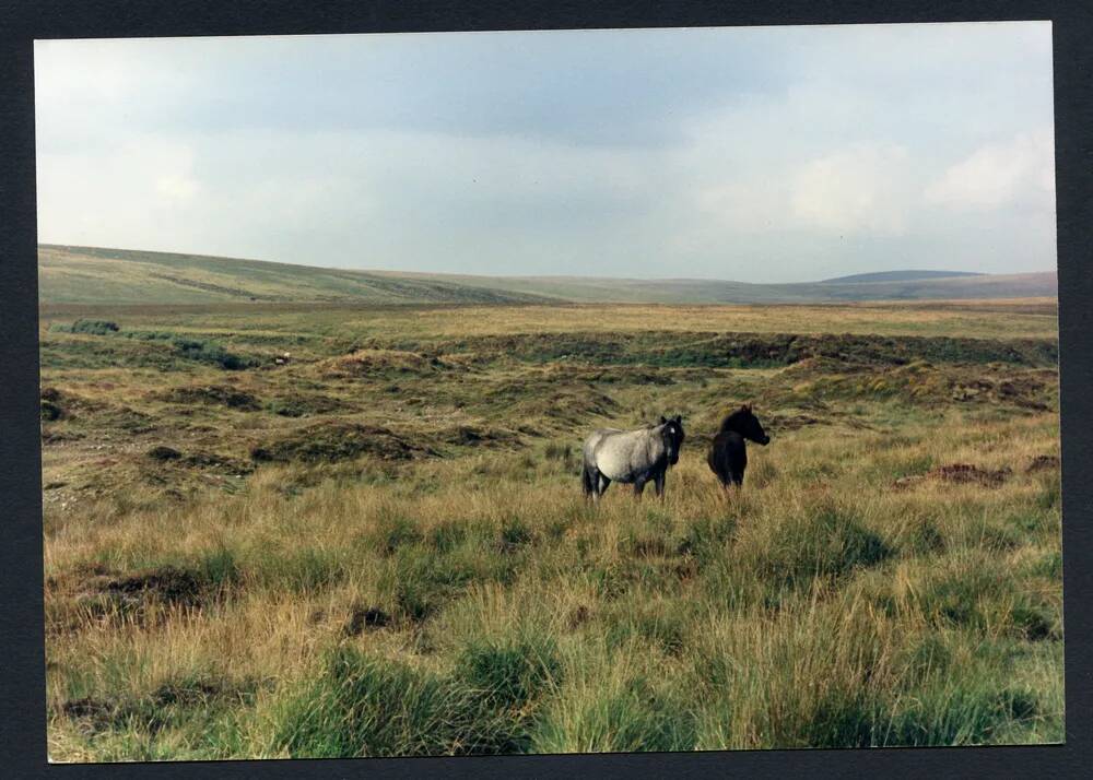 An image from the Dartmoor Trust Archive