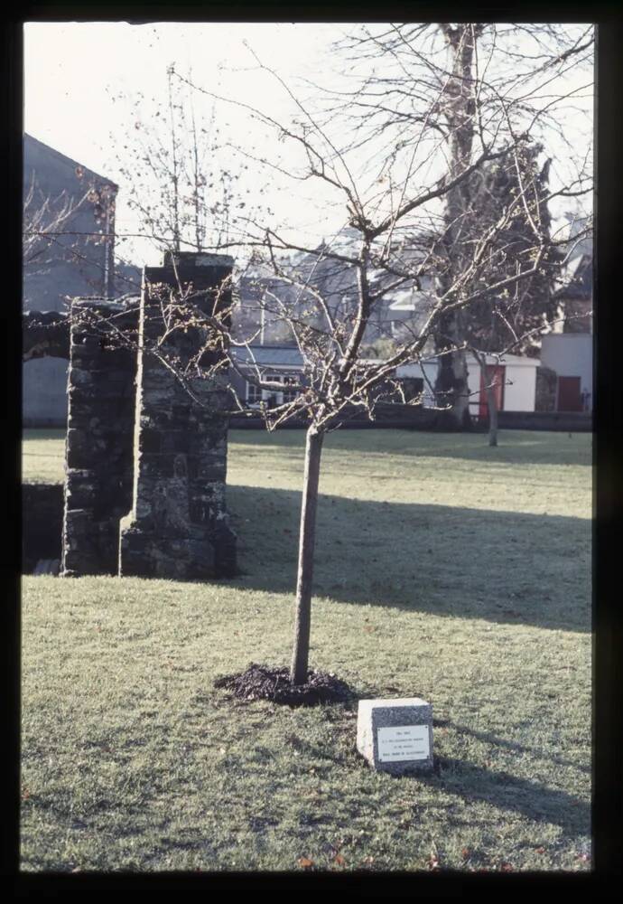 Glastonbury Thorn at Tavistock