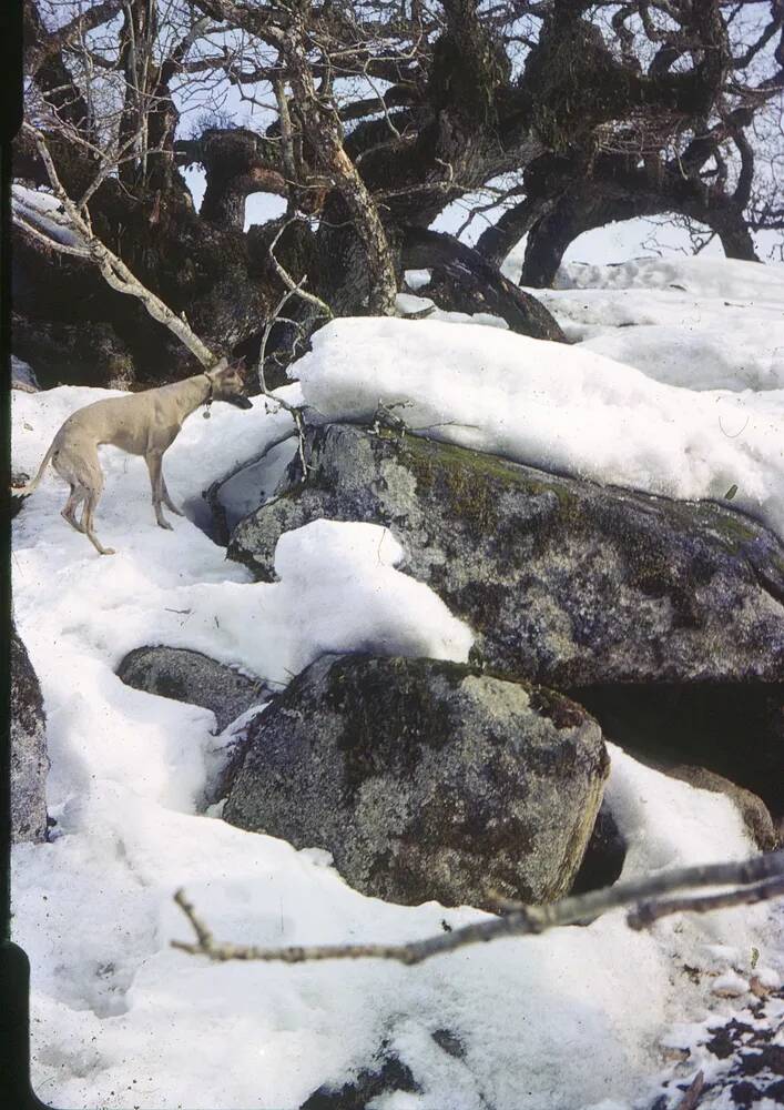 An image from the Dartmoor Trust Archive