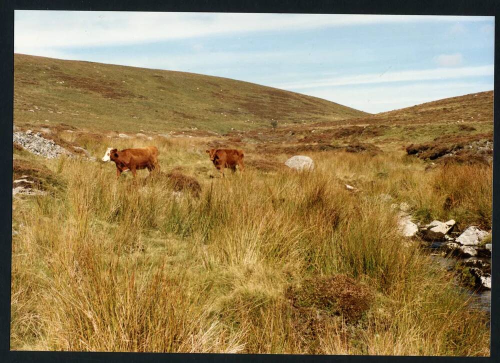 An image from the Dartmoor Trust Archive