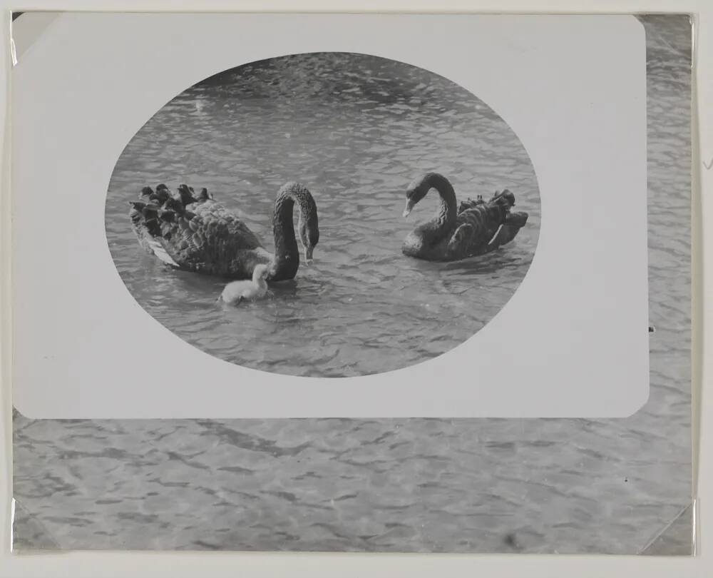 Black swans at Dawlish