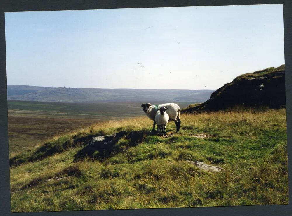 An image from the Dartmoor Trust Archive