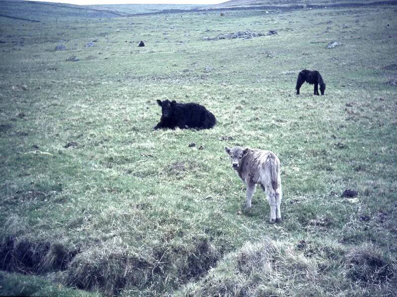 An image from the Dartmoor Trust Archive