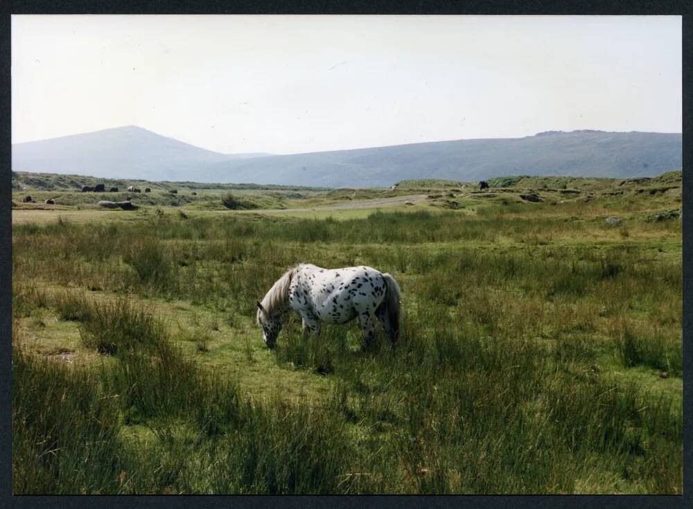 An image from the Dartmoor Trust Archive