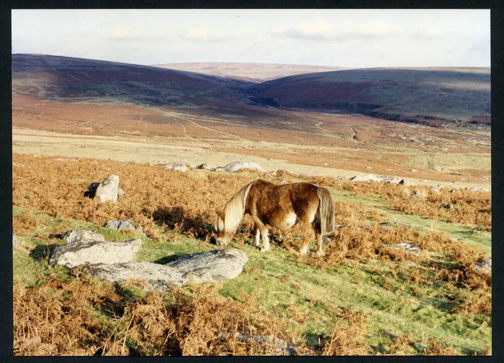 An image from the Dartmoor Trust Archive