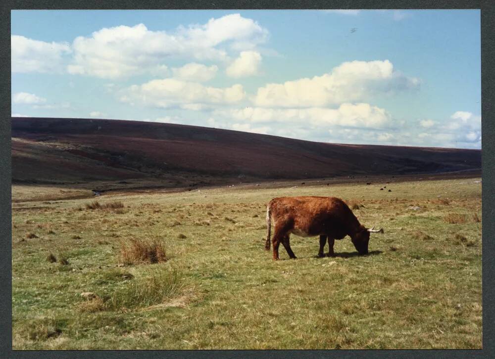 An image from the Dartmoor Trust Archive