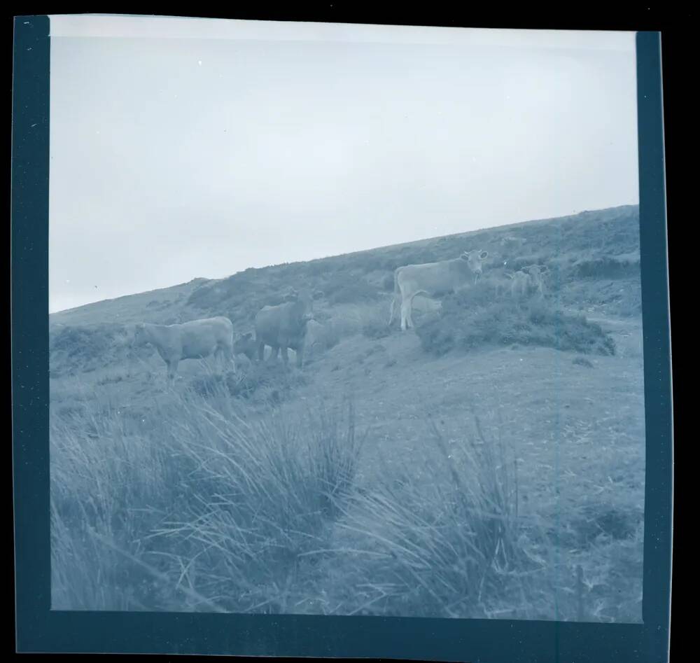 An image from the Dartmoor Trust Archive