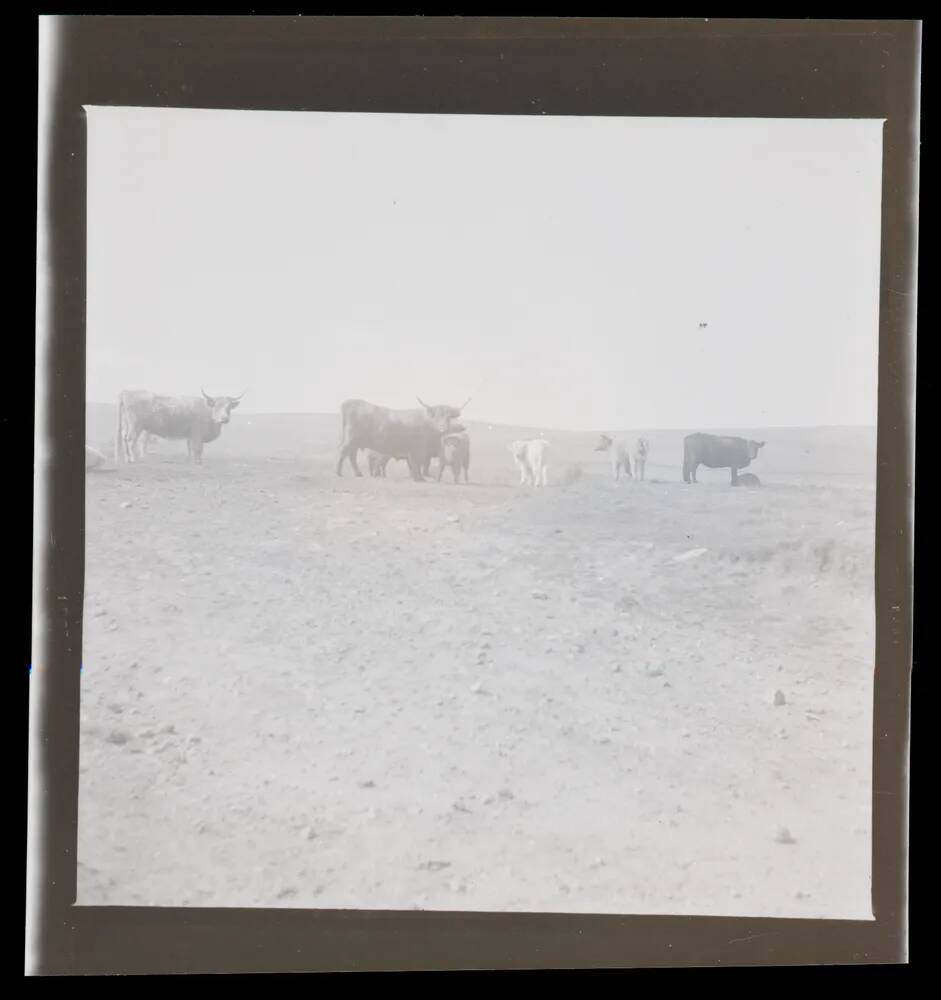 An image from the Dartmoor Trust Archive