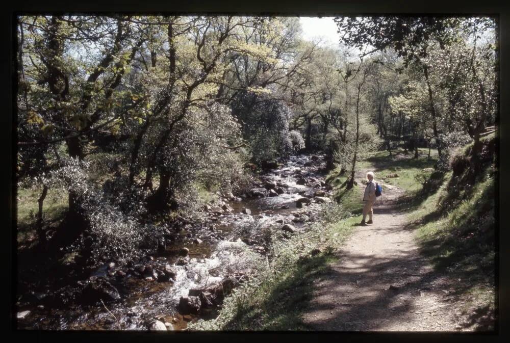 Halstock Cleave, East Okement