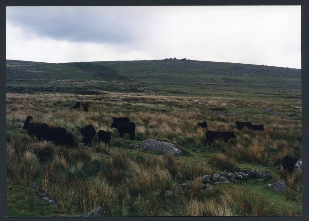 19/32 Near Fox Tor Farm Ford to Fox Tor 16/6/1991