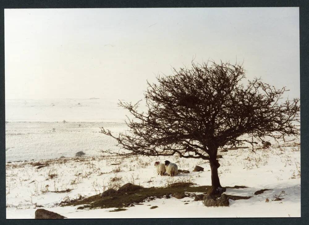 An image from the Dartmoor Trust Archive