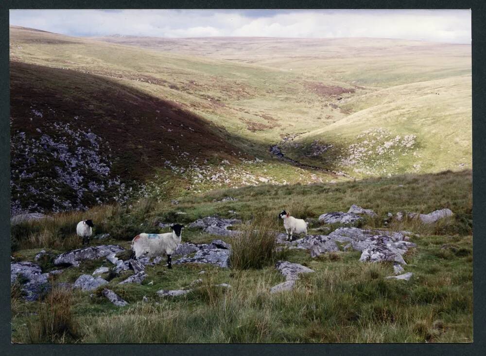 An image from the Dartmoor Trust Archive